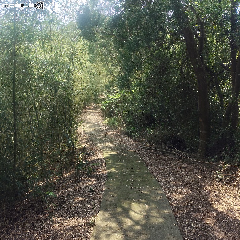 后里區鳳凰山步道+觀音山步道，竹林綠蔭豐富不怕曬的步道!