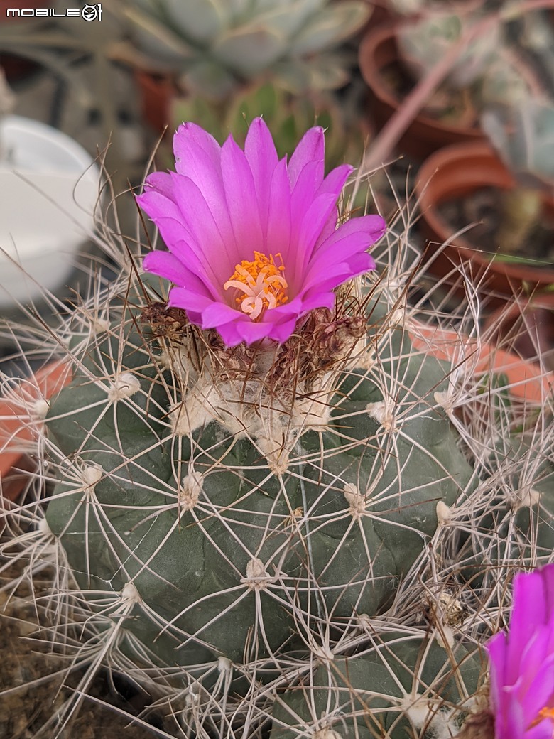 多肉植物開花 台南市歸仁區七甲花卉區 04/12