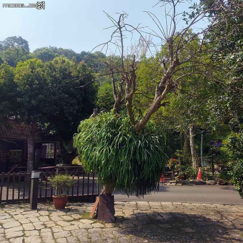 后里區鳳凰山步道+觀音山步道，竹林綠蔭豐富不怕曬的步道!