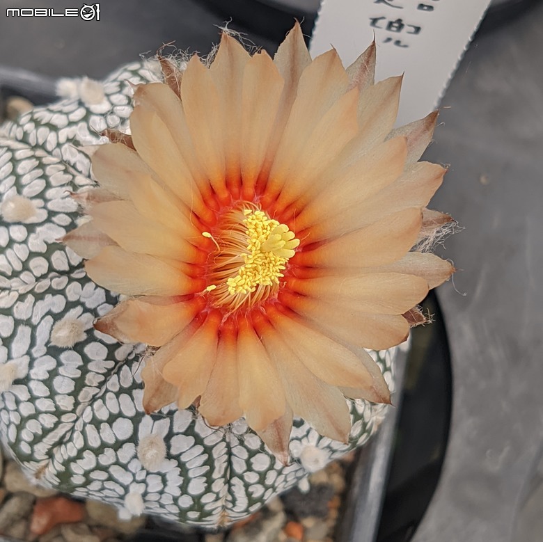 多肉植物開花 台南市歸仁區七甲花卉區 04/06