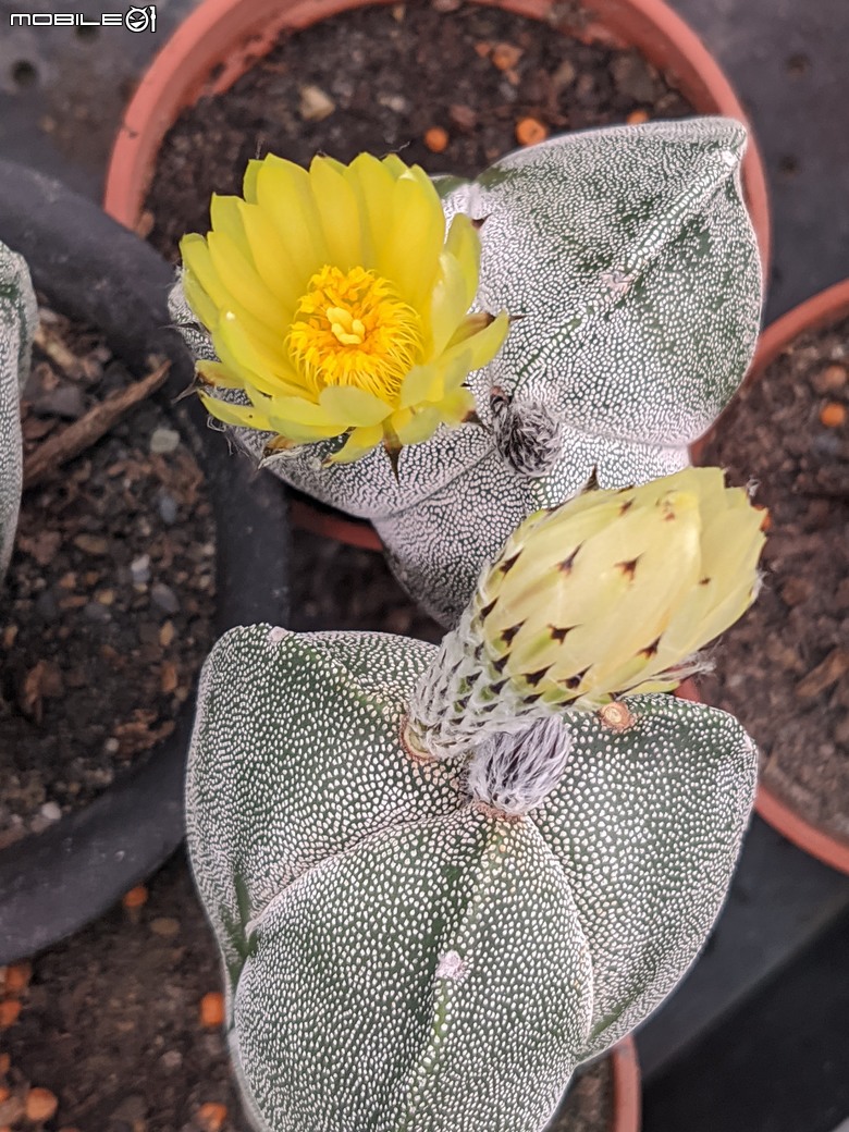 多肉植物開花 台南市歸仁區七甲花卉區 04/06