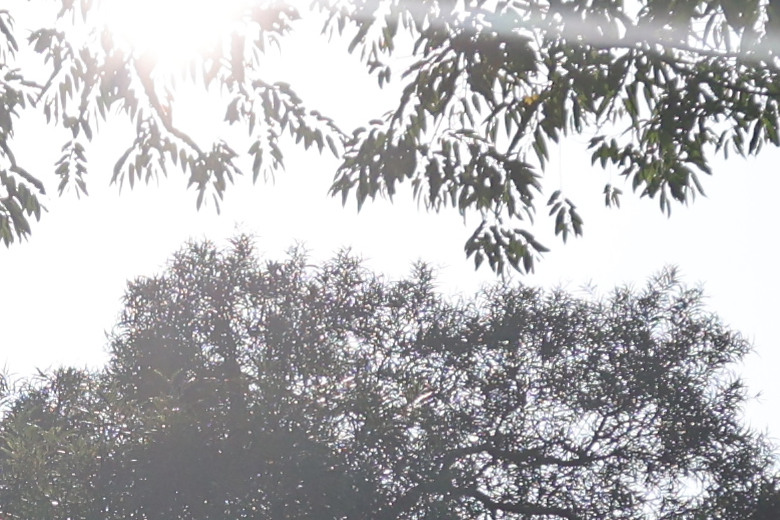 Sigma 16-300mm f/3.5-6.7 DC OS Contemporary 評測報告｜當今 APS-C 旅遊鏡首選！
