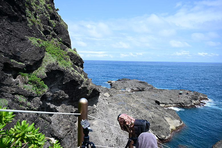 點我看大圖 Nikon Z5II紀錄淡色型和暗色型岩鷺親鳥育雛三隻幼鳥,和高字塔黃腹山雀,最難得三仙台拍到松鴉。