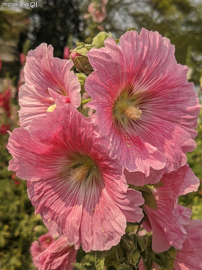 銀鱗金鈴木+龍眼花+西洋接骨木+咖哩樹... 04/05