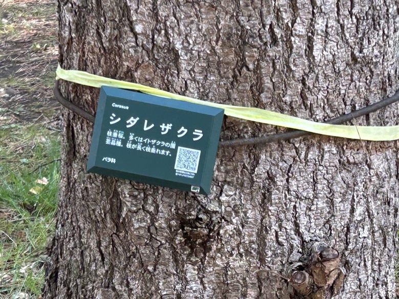 仙台第五日，山朱萸，榴岡公園