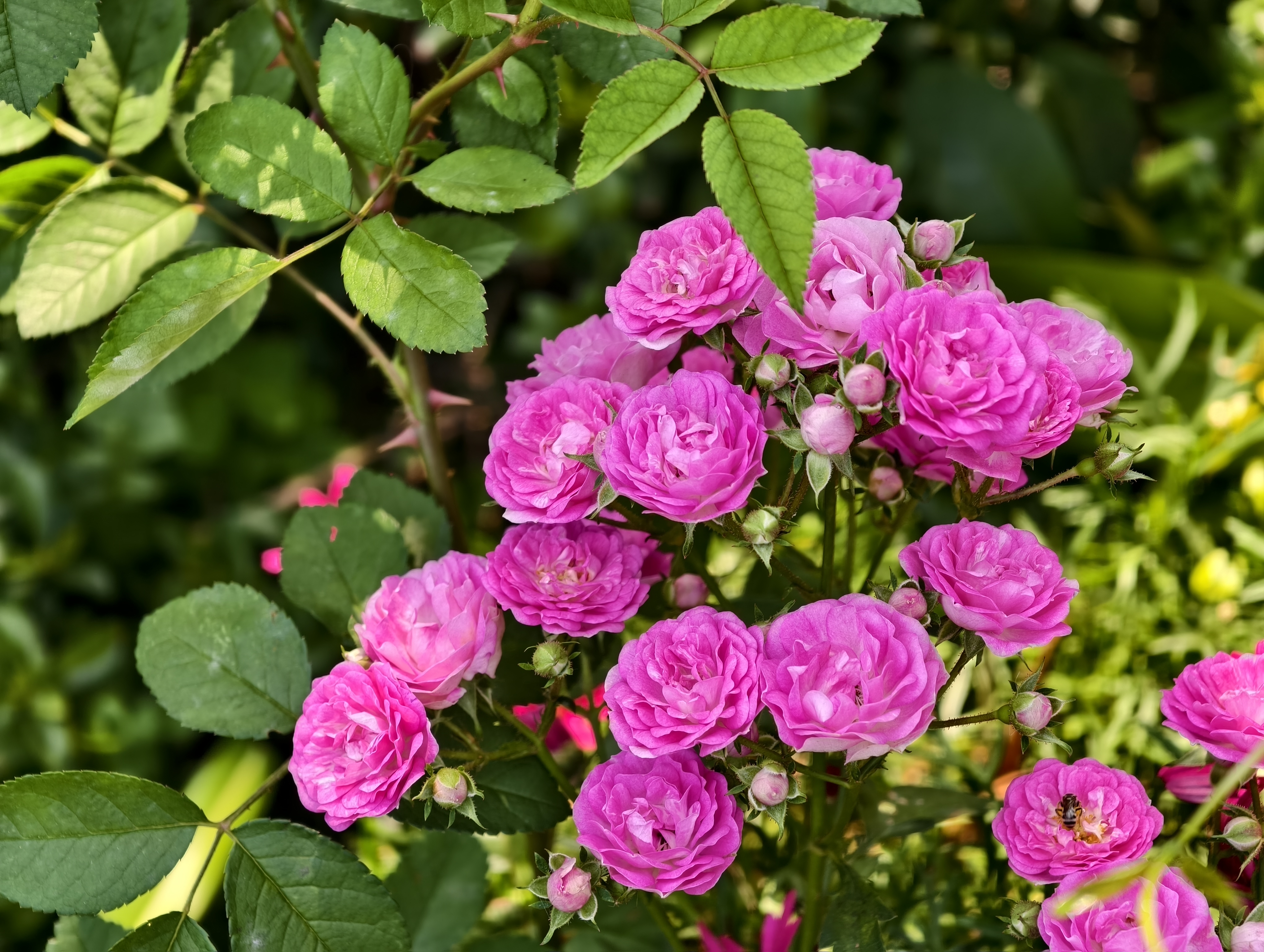 【台北市】花博公園新生園區 (玫瑰展、天使生活館、植物典藏館)