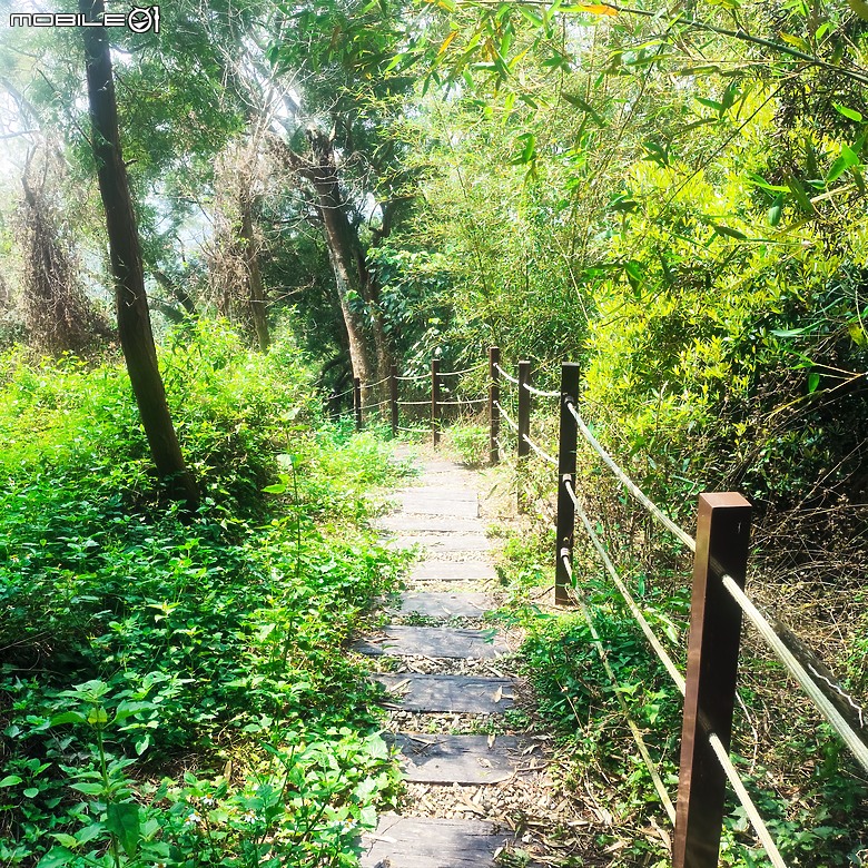 后里區鳳凰山步道+觀音山步道，竹林綠蔭豐富不怕曬的步道!