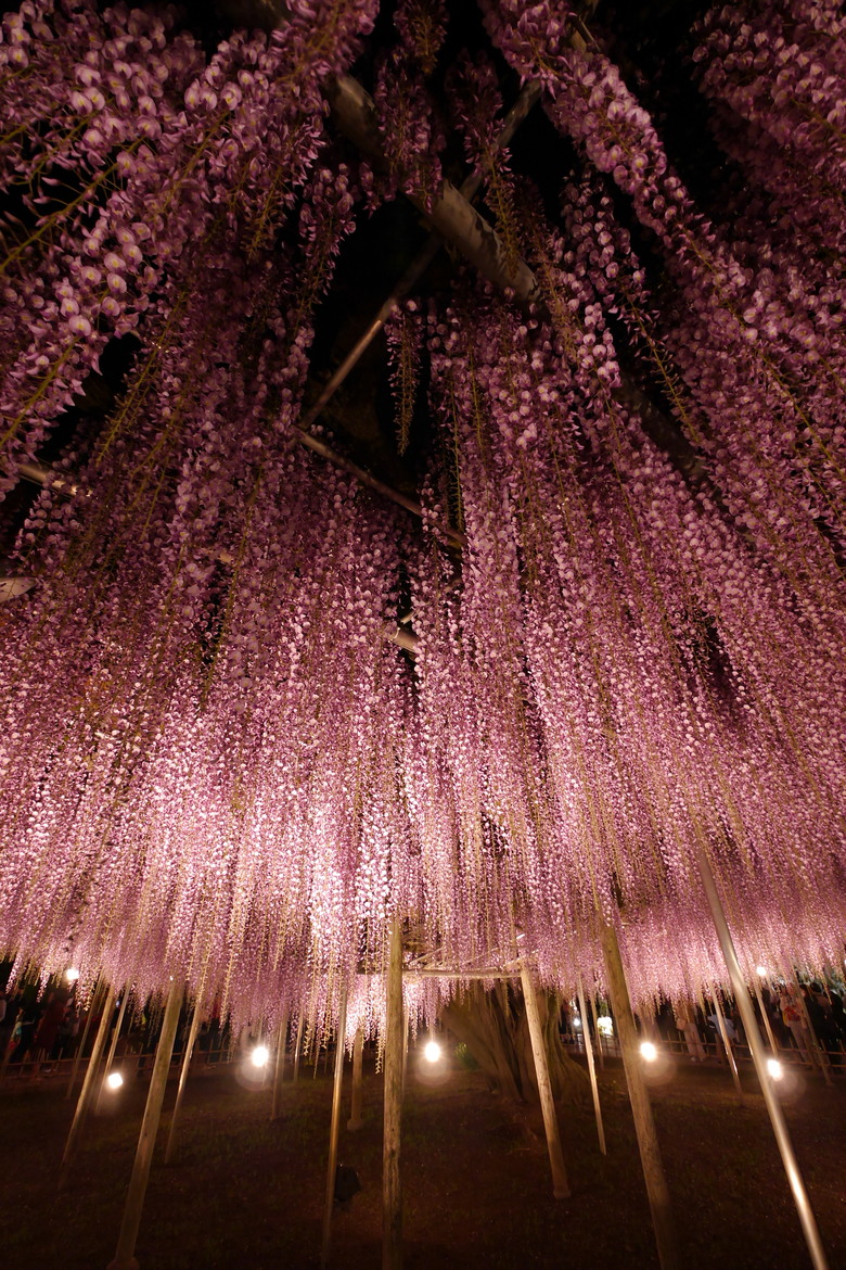 足利花卉公園