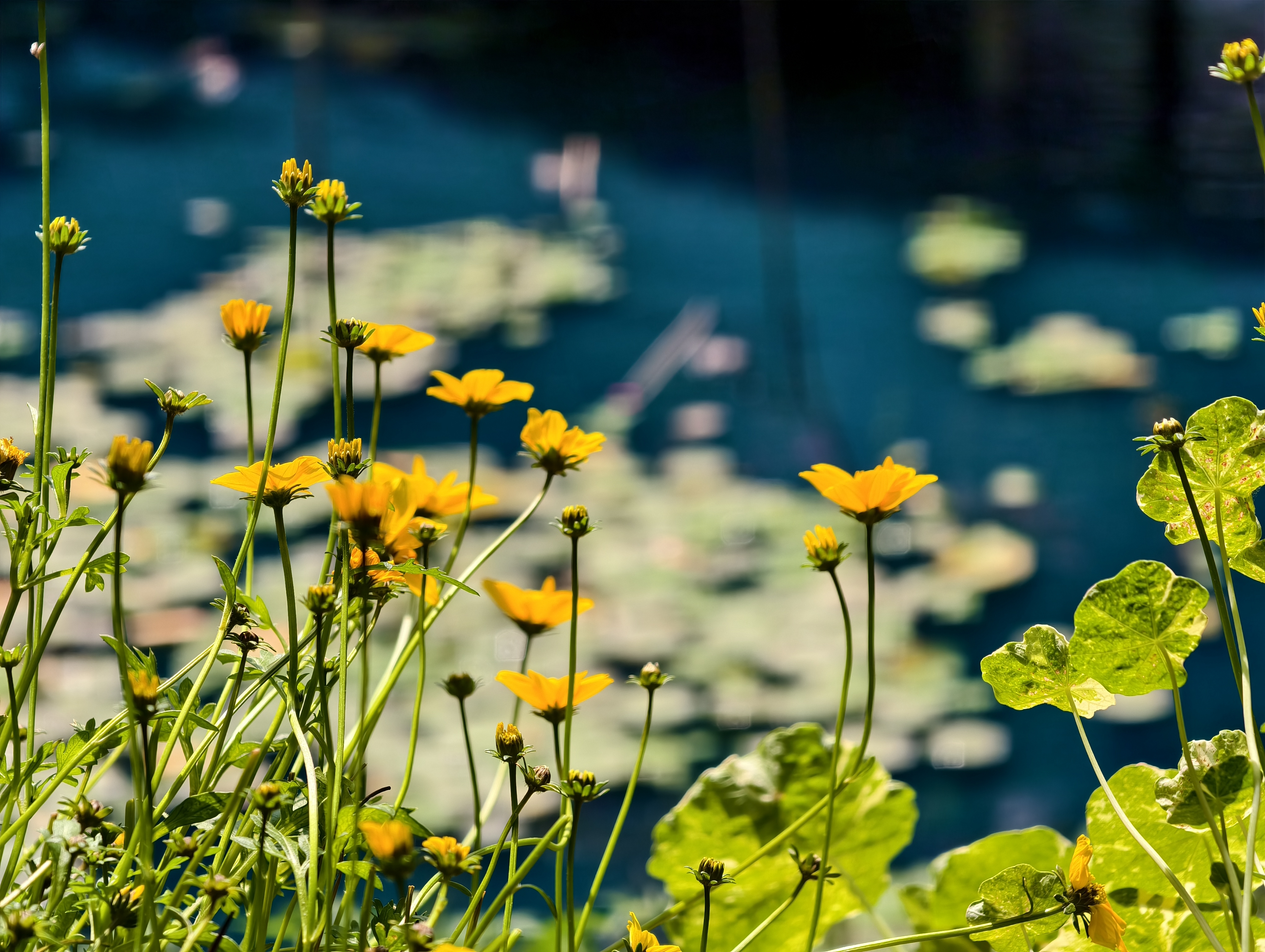 【台北市】花博公園新生園區 (玫瑰展、天使生活館、植物典藏館)