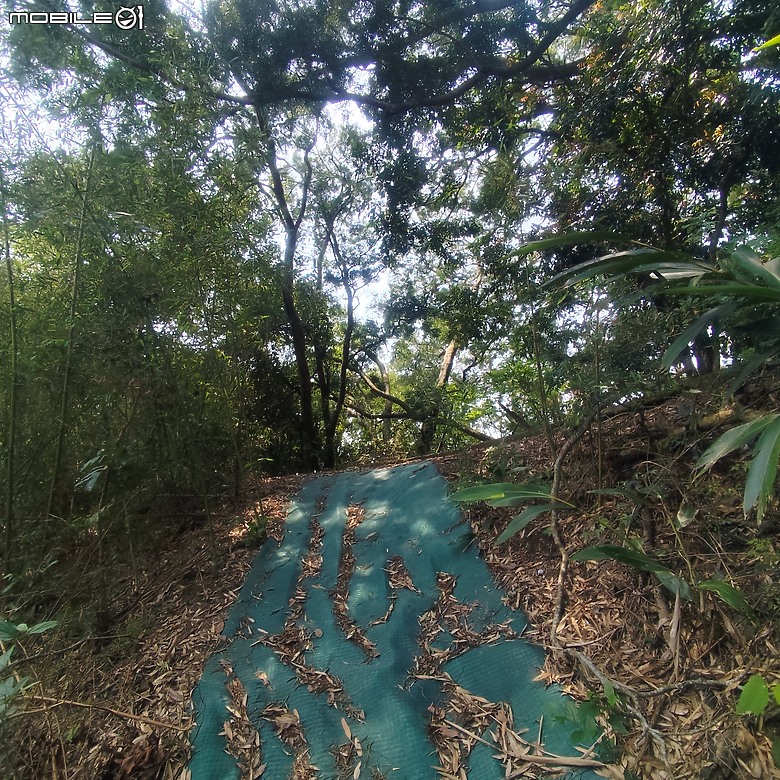 點我看大圖 后里區鳳凰山步道+觀音山步道,竹林綠蔭豐富不怕曬的步道!