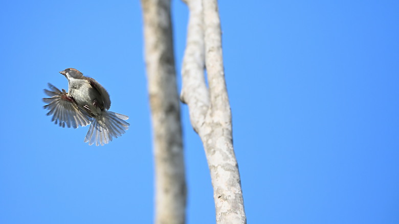 點我看大圖 Nikon Z5II紀錄淡色型和暗色型岩鷺親鳥育雛三隻幼鳥,和高字塔黃腹山雀,最難得三仙台拍到松鴉。