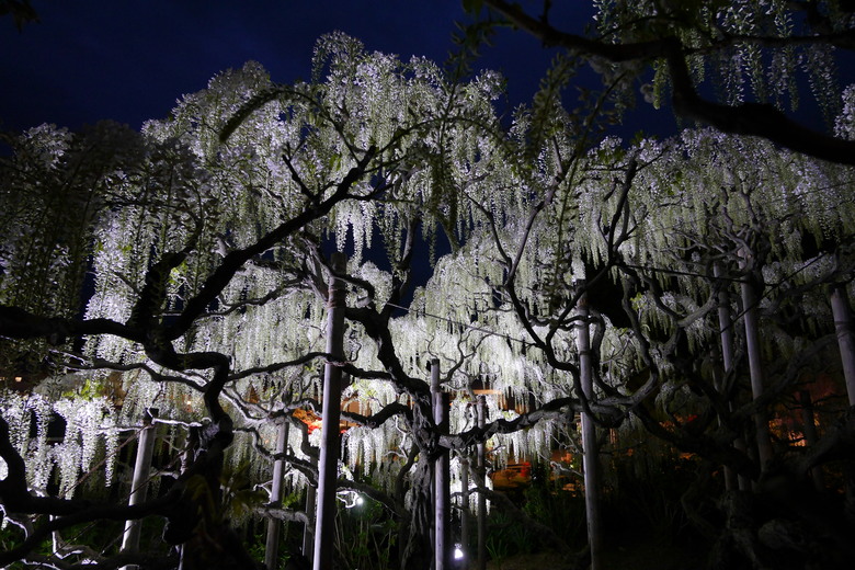 足利花卉公園