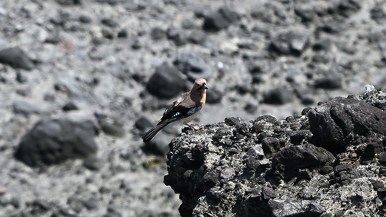 點我看大圖 Nikon Z5II紀錄淡色型和暗色型岩鷺親鳥育雛三隻幼鳥,和高字塔黃腹山雀,最難得三仙台拍到松鴉。
