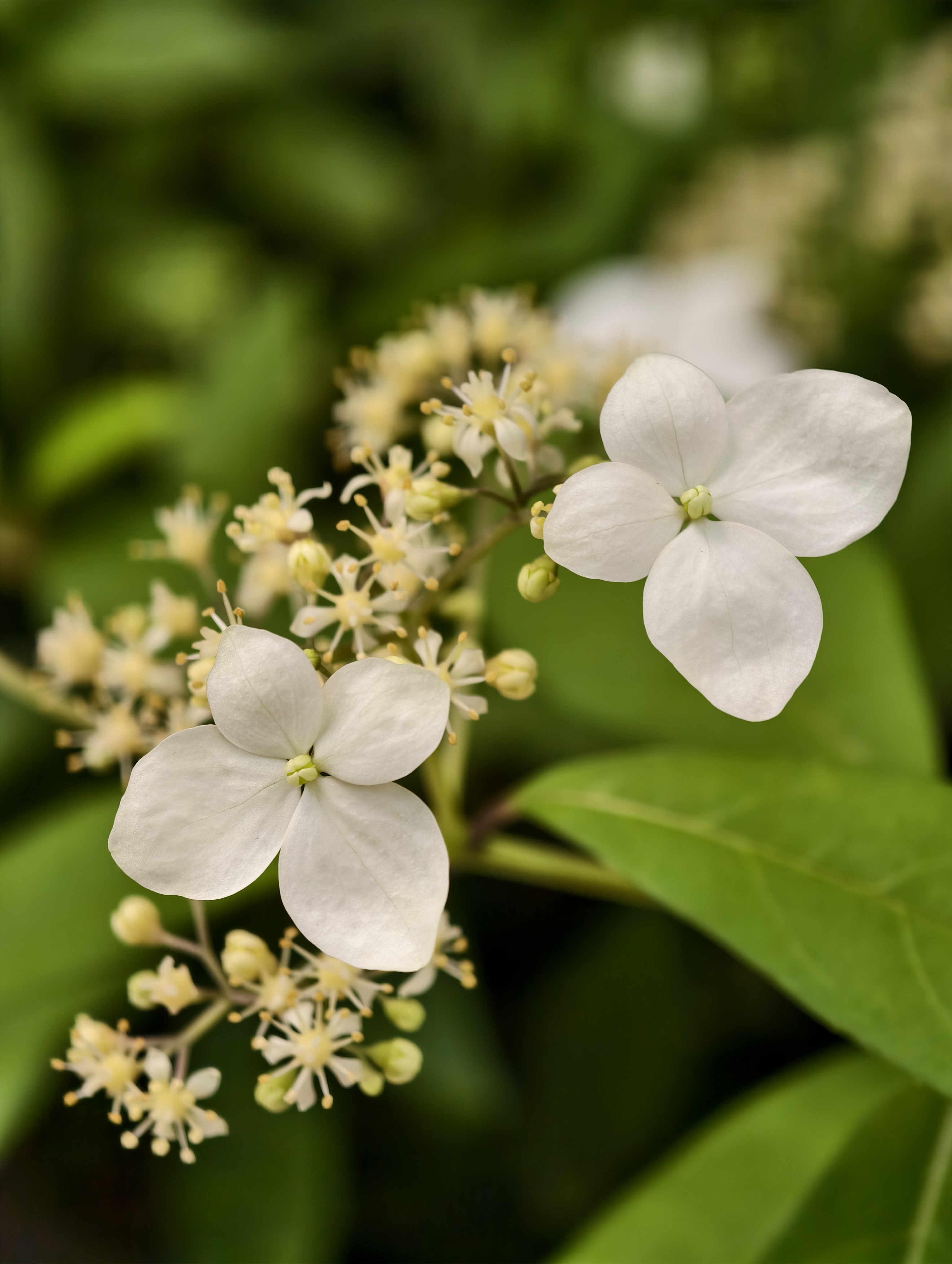 【台北市】花博公園新生園區 (玫瑰展、天使生活館、植物典藏館)