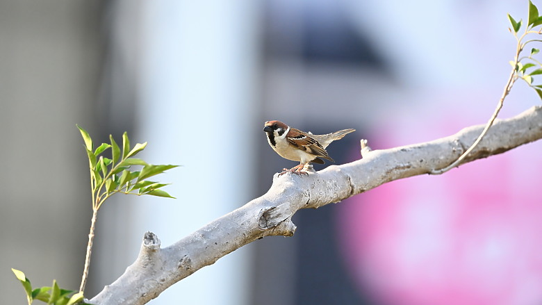 點我看大圖 Nikon Z5II紀錄淡色型和暗色型岩鷺親鳥育雛三隻幼鳥,和高字塔黃腹山雀,最難得三仙台拍到松鴉。