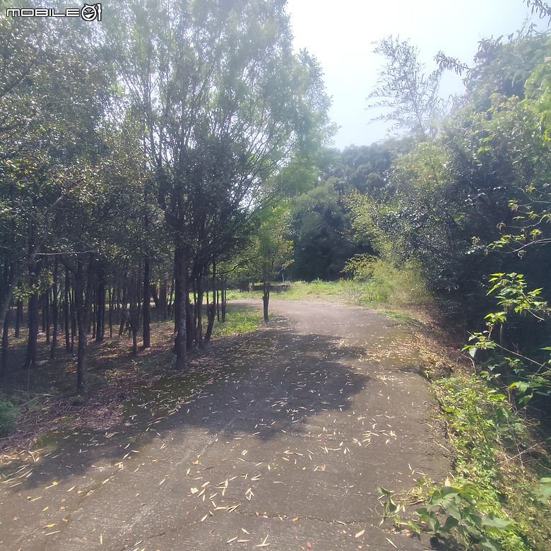 后里區鳳凰山步道+觀音山步道，竹林綠蔭豐富不怕曬的步道!