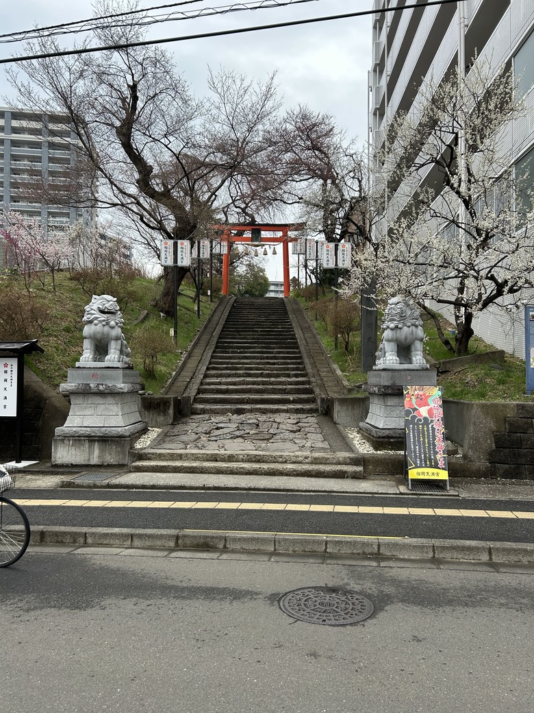 仙台第五日，山朱萸，榴岡公園
