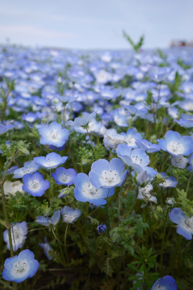 茨城縣 國營常陸海濱公園