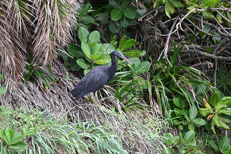 點我看大圖 Nikon Z5II紀錄淡色型和暗色型岩鷺親鳥育雛三隻幼鳥,和高字塔黃腹山雀,最難得三仙台拍到松鴉。