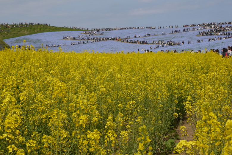 茨城縣 國營常陸海濱公園