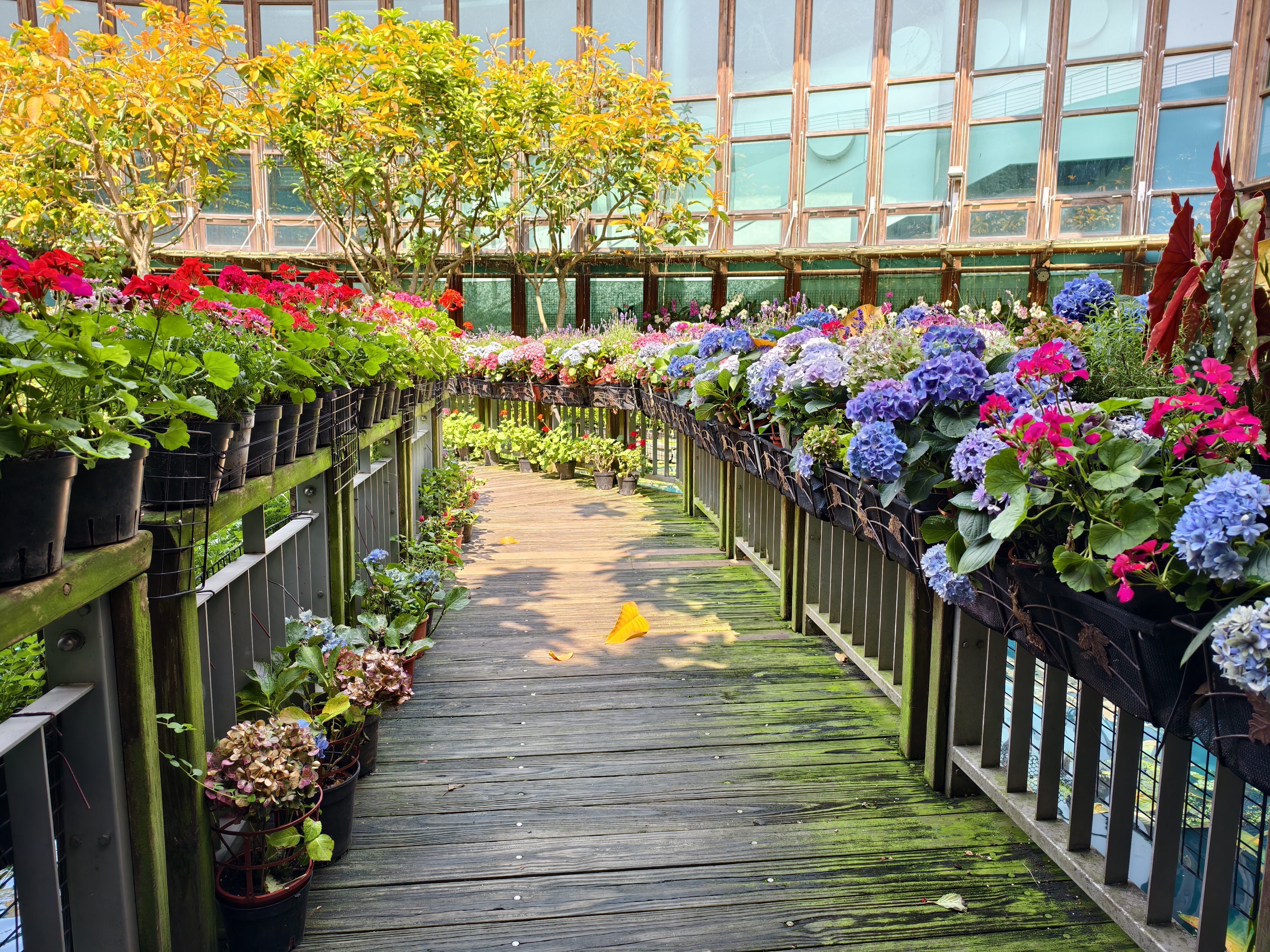 【台北市】花博公園新生園區 (玫瑰展、天使生活館、植物典藏館)