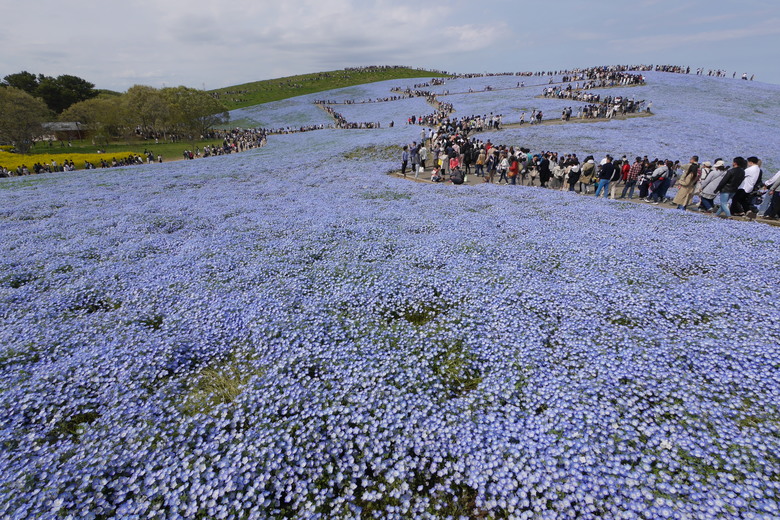 茨城縣 國營常陸海濱公園