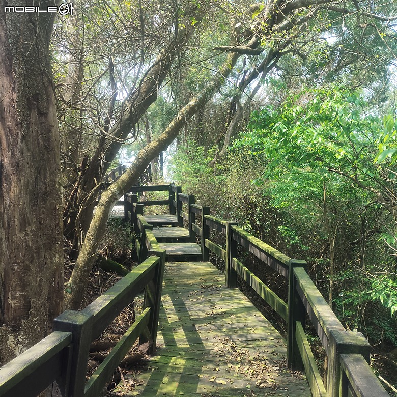 后里區鳳凰山步道+觀音山步道，竹林綠蔭豐富不怕曬的步道!