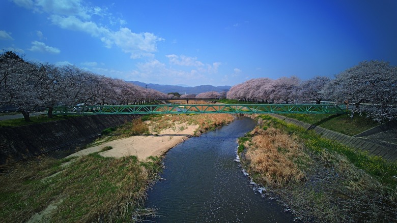 四國賞櫻之旅:松山城登高望遠、今治河堤的粉色奇蹟、琴彈公園的櫻花饗宴