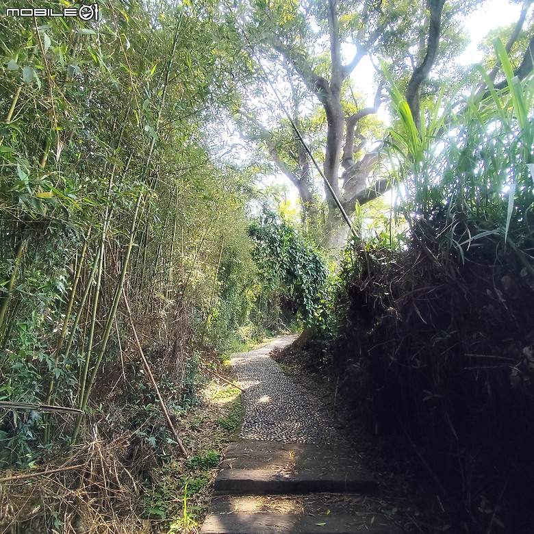 后里區鳳凰山步道+觀音山步道，竹林綠蔭豐富不怕曬的步道!