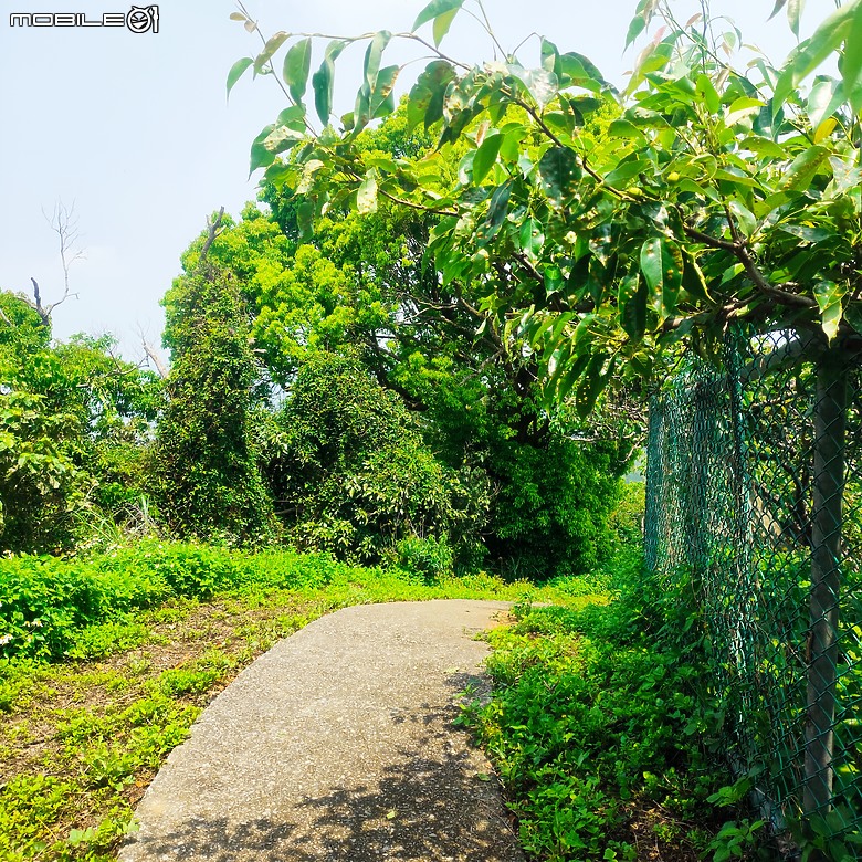 后里區鳳凰山步道+觀音山步道，竹林綠蔭豐富不怕曬的步道!
