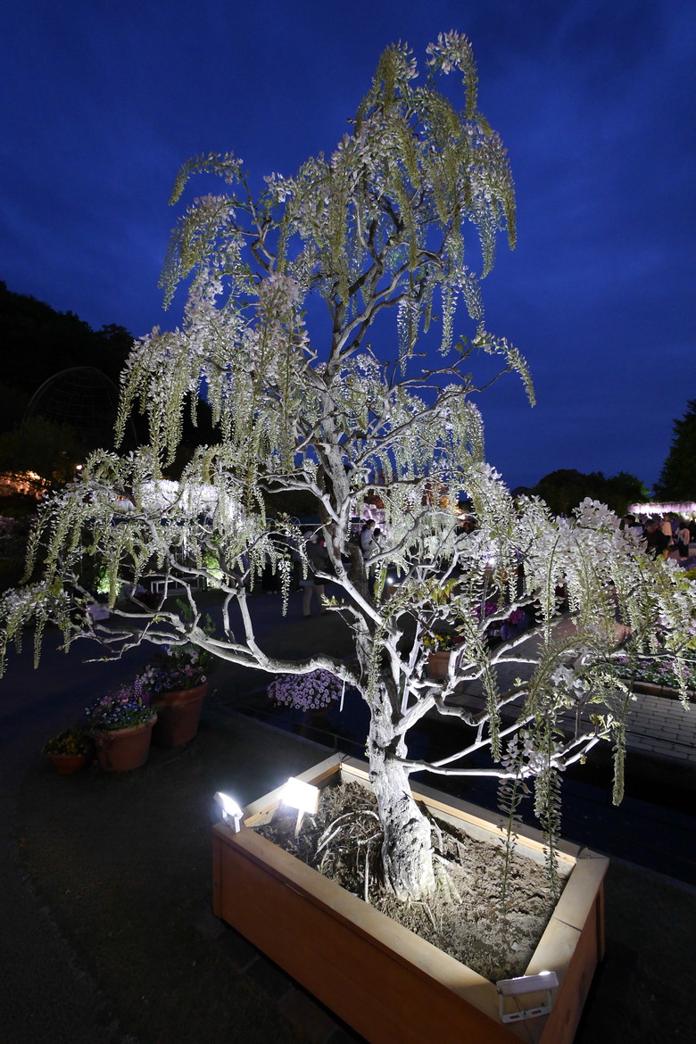 足利花卉公園