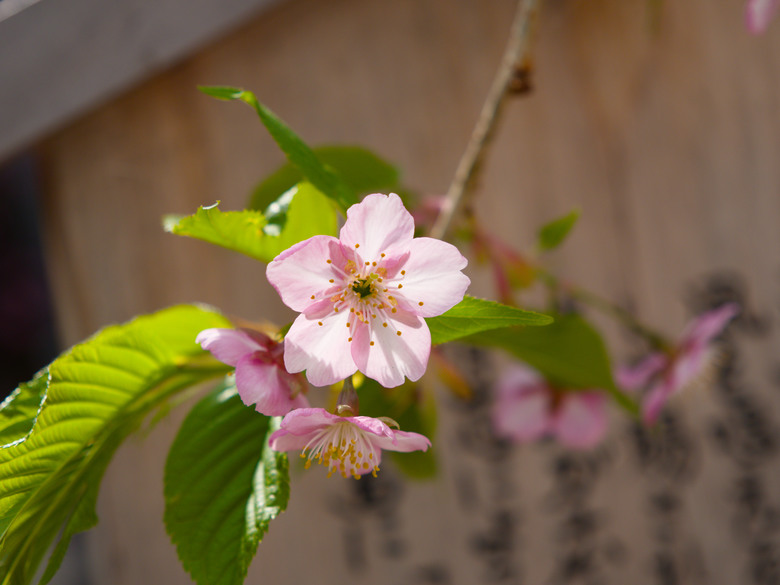 [福岡]鬧市中的櫛田神社