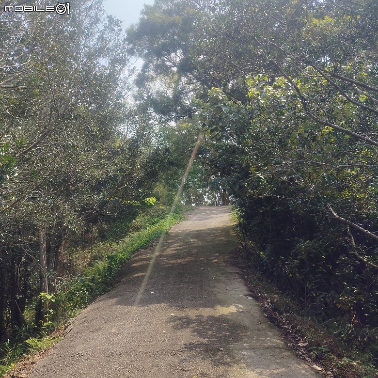 后里區鳳凰山步道+觀音山步道，竹林綠蔭豐富不怕曬的步道!