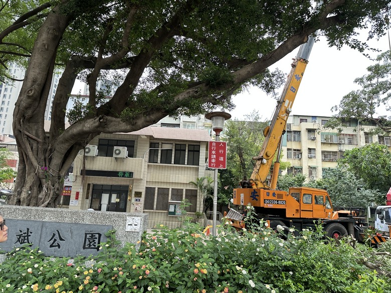 台中市的公園又砍老樹種新樹