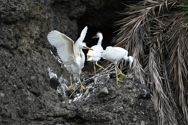 點我看大圖 Nikon Z5II紀錄淡色型和暗色型岩鷺親鳥育雛三隻幼鳥,和高字塔黃腹山雀,最難得三仙台拍到松鴉。