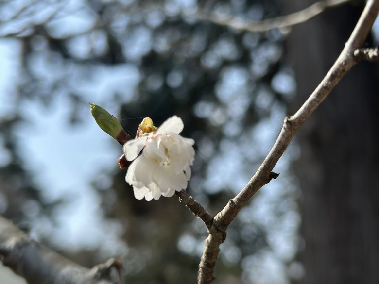 仙台自由行4th 三本咖啡-鹽竈神社-松島-瑞巖寺-中尊寺-Eggs in Things