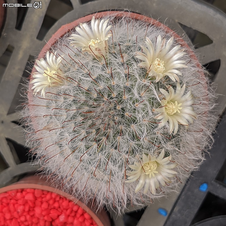 多肉植物開花 台南市歸仁區七甲花卉區 04/06