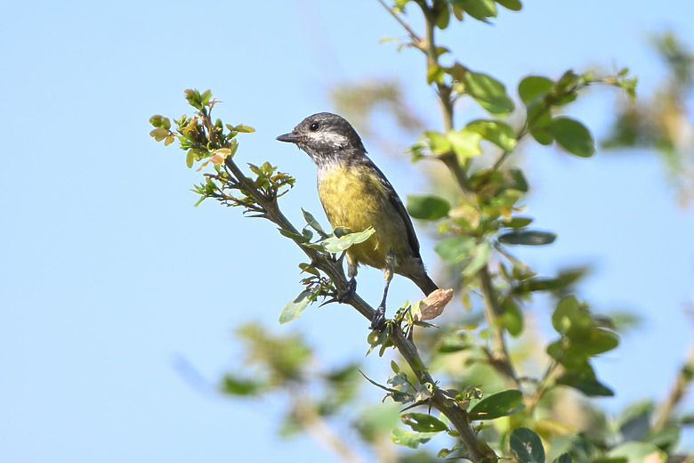 點我看大圖 Nikon Z5II紀錄淡色型和暗色型岩鷺親鳥育雛三隻幼鳥,和高字塔黃腹山雀,最難得三仙台拍到松鴉。