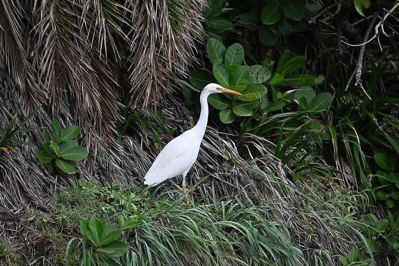 點我看大圖 Nikon Z5II紀錄淡色型和暗色型岩鷺親鳥育雛三隻幼鳥,和高字塔黃腹山雀,最難得三仙台拍到松鴉。