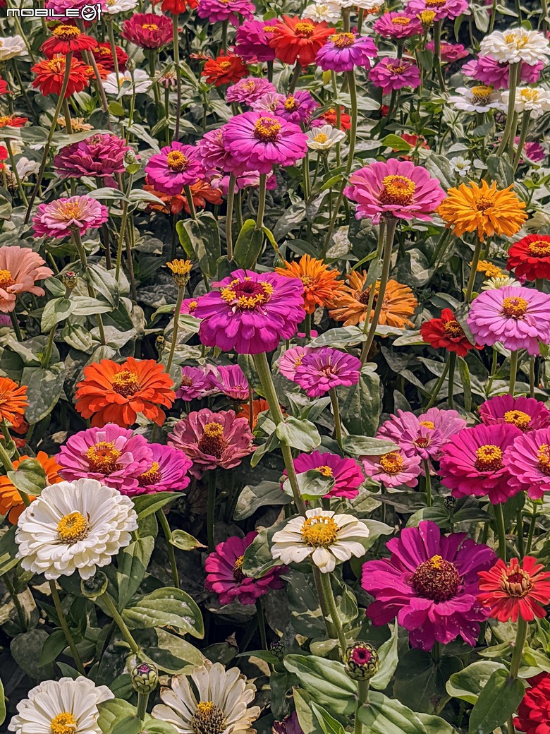 銀鱗金鈴木+龍眼花+西洋接骨木+咖哩樹... 04/05