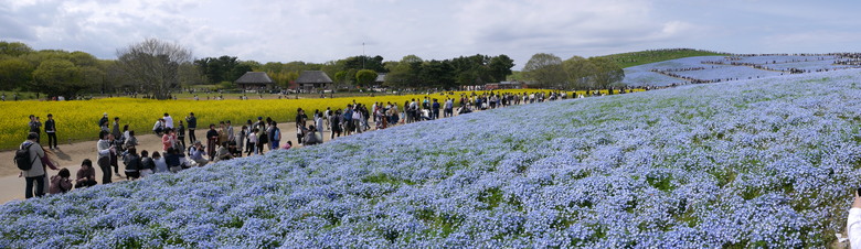 茨城縣 國營常陸海濱公園