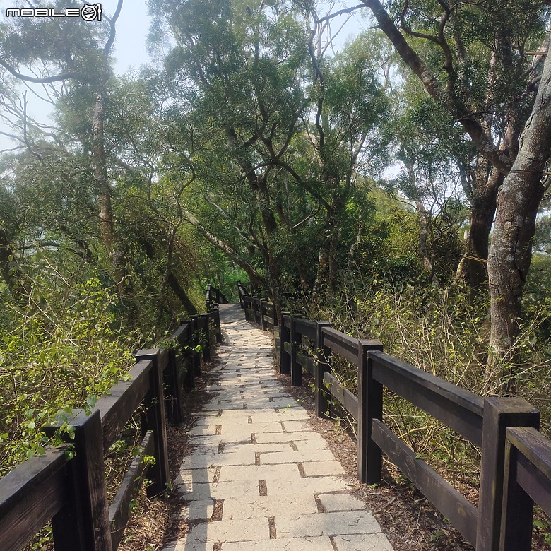 后里區鳳凰山步道+觀音山步道，竹林綠蔭豐富不怕曬的步道!