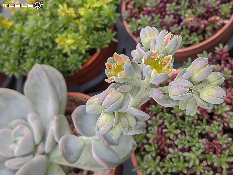 多肉植物開花 台南市歸仁區七甲花卉區 04/06
