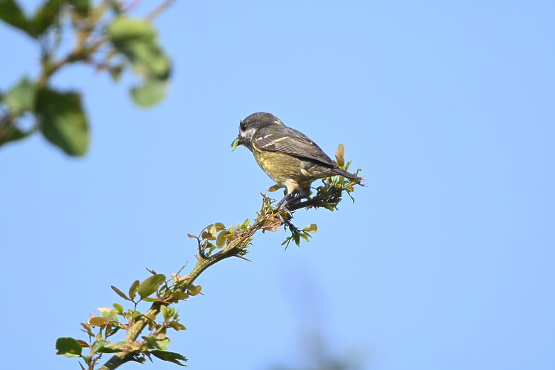 點我看大圖 Nikon Z5II紀錄淡色型和暗色型岩鷺親鳥育雛三隻幼鳥,和高字塔黃腹山雀,最難得三仙台拍到松鴉。