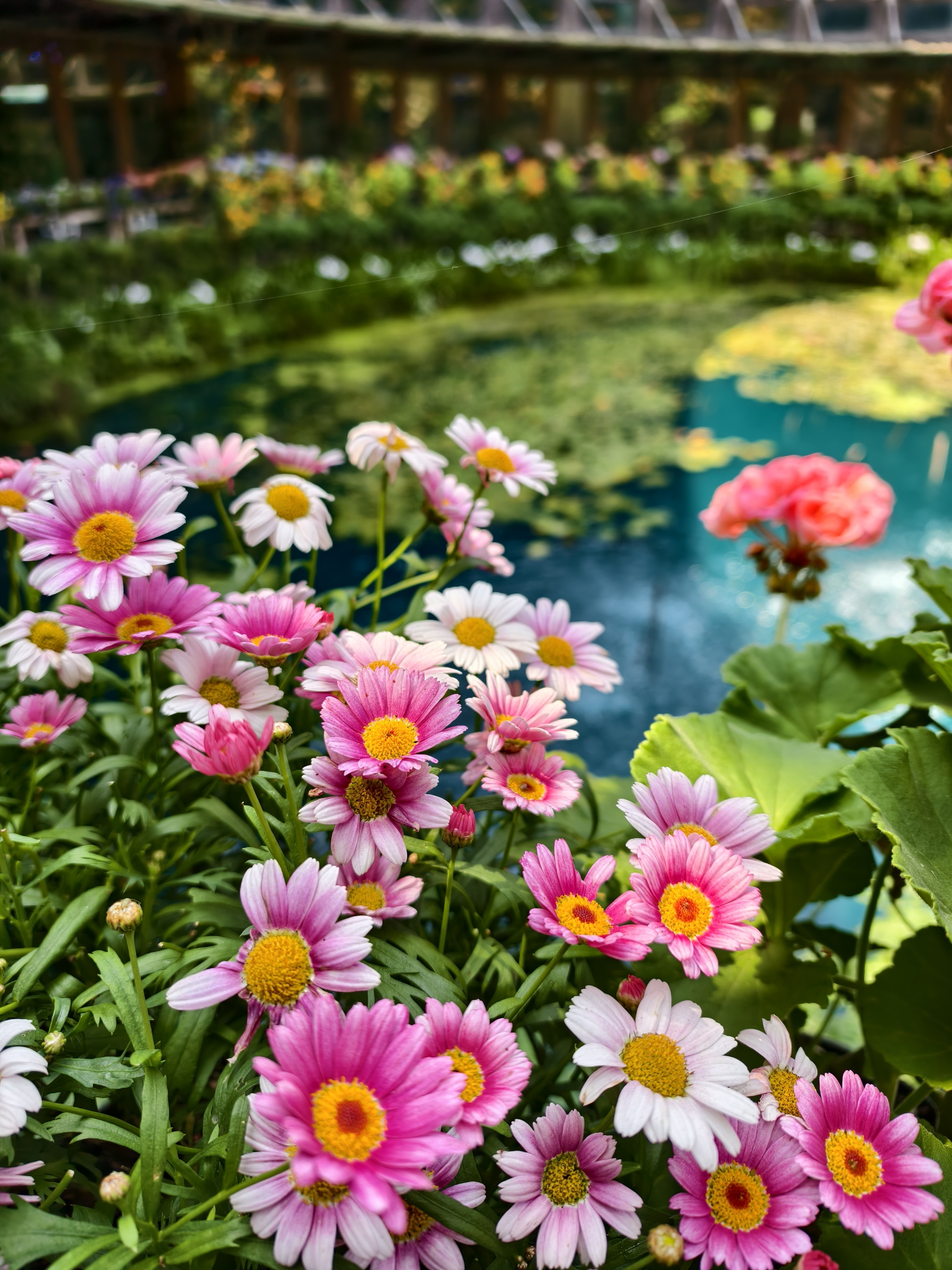 【台北市】花博公園新生園區 (玫瑰展、天使生活館、植物典藏館)