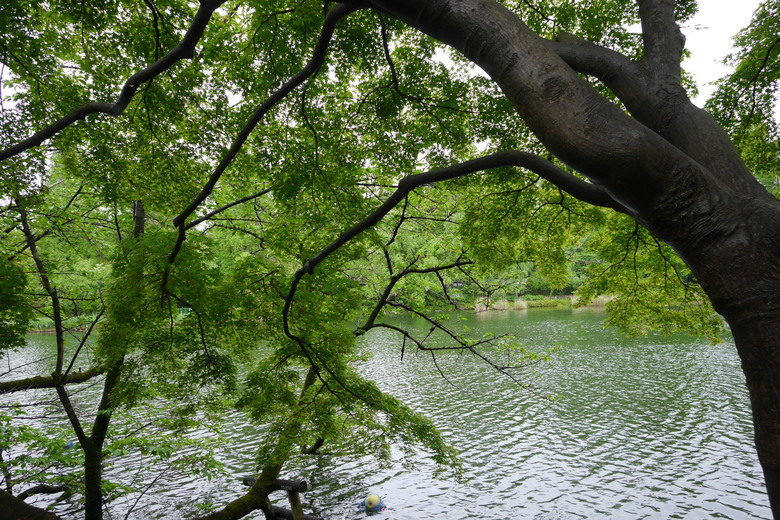 井之頭恩賜公園