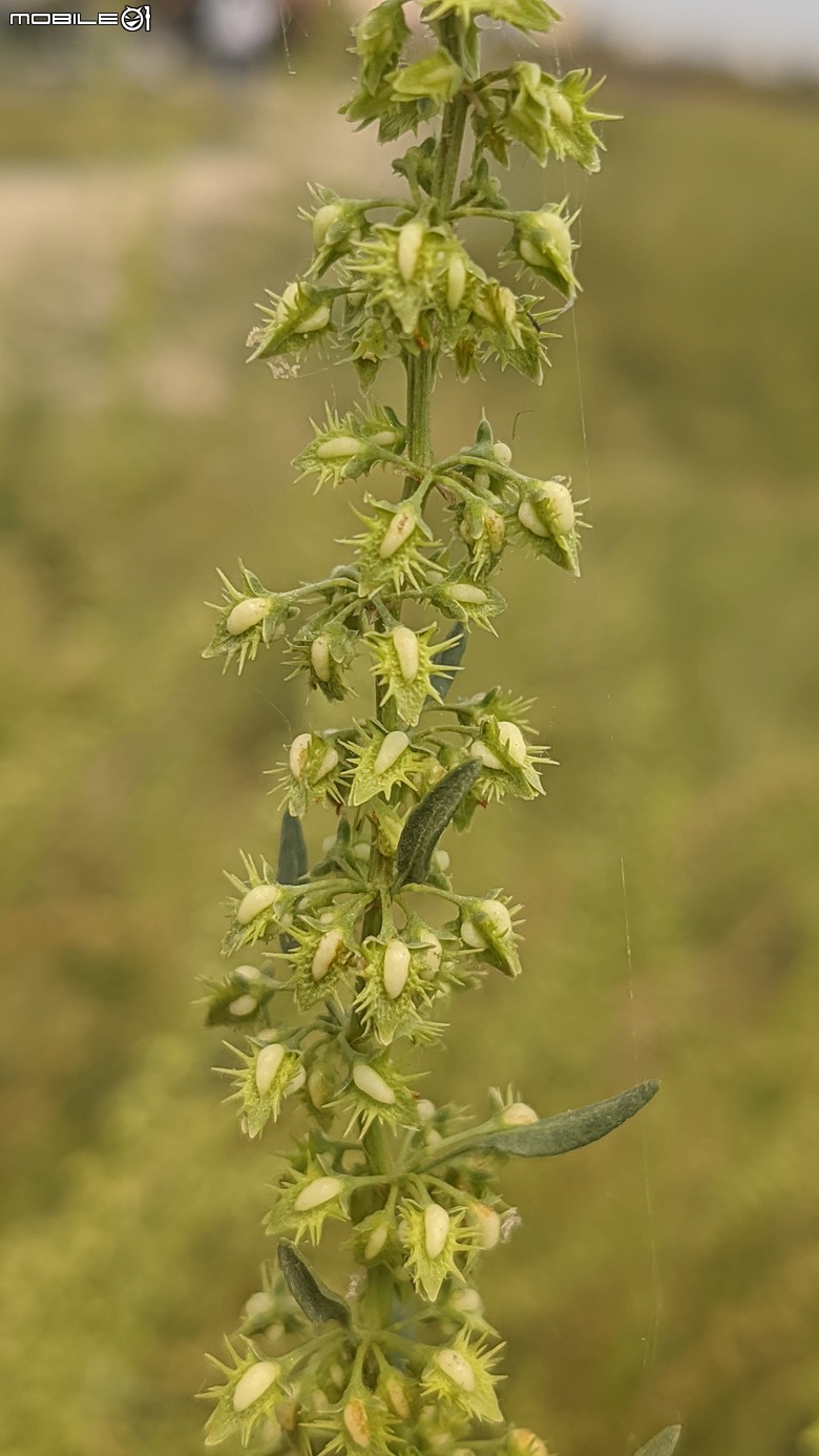 銀鱗金鈴木+龍眼花+西洋接骨木+咖哩樹... 04/05