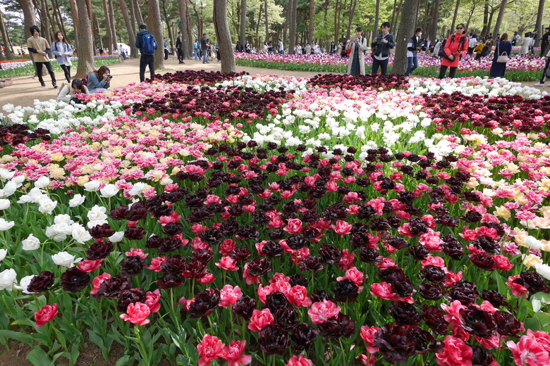 茨城縣 國營常陸海濱公園