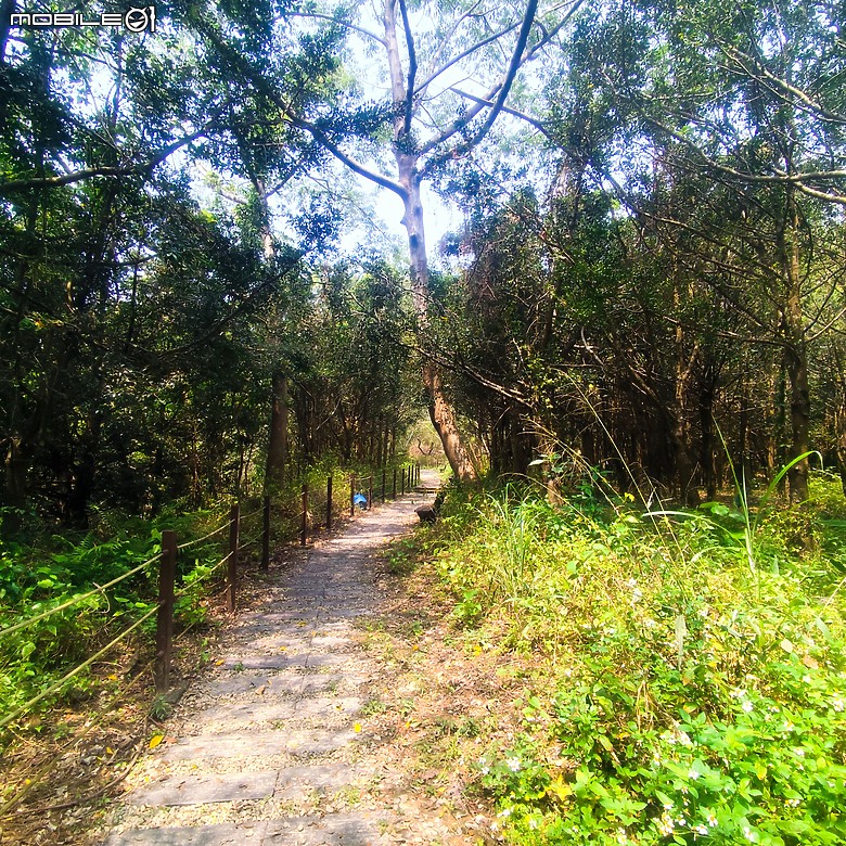 后里區鳳凰山步道+觀音山步道，竹林綠蔭豐富不怕曬的步道!