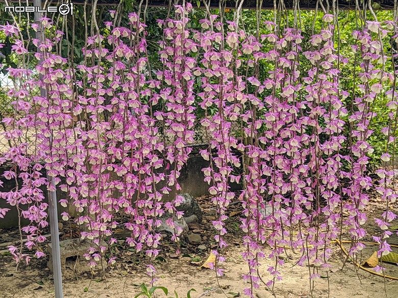 石斛蘭+百香果+曼陀羅+白水木 台南市新化合凱休閒農園 04/20